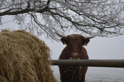 Vie à la ferme: Les pâturages en hiver