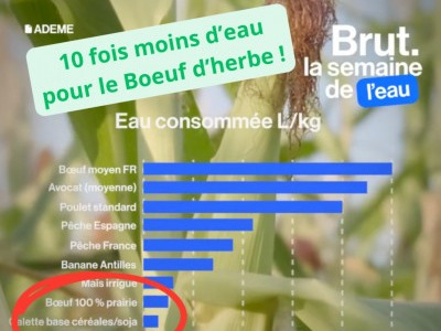 Le Bœuf d’herbe consomme 10 fois moins d’eau que le bœuf conventionnel ! 