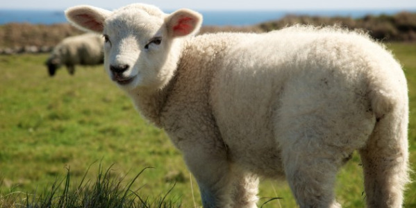  Qui a mangé l’agneau-méduse OGM échappé de l’ INRA ?