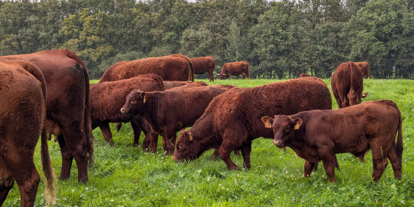  Bactéries résistantes dans le steak haché ? Il y en a 3 fois plus dans l’élevage intensif