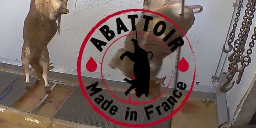 Nouvelle video choc dans un abattoir: comment faire autrement ?